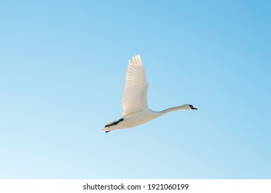 white swans fly in the sky under the bright sun