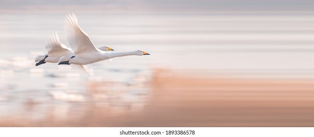 White Swans Flying In The Sky