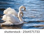 White swans gracefully float together along the river