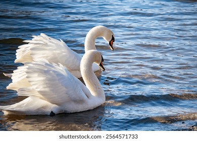 Los cisnes blancos flotan con gracia juntos a lo largo del río