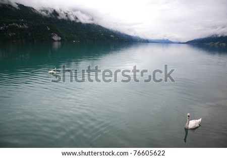 Similar – romantic ducks Lake Clouds