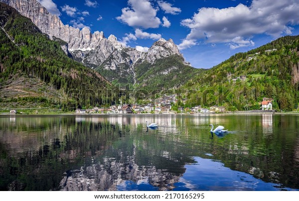 White swans\
in mountain lake water. Beautiful mountain lake landscape. Lake in\
mountains. Swan couple in lake\
water