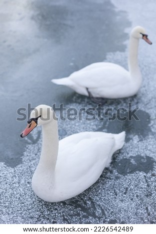 White swans on the ice in winter. Soft focus.