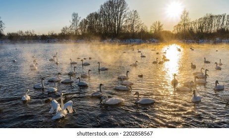 White swans on an ice-free lake during sunset. Waterfowl swim along the sunny path, spreading their wings. A golden haze and steam rises above the water. The sun is shining low in the sky. Altai.  - Powered by Shutterstock