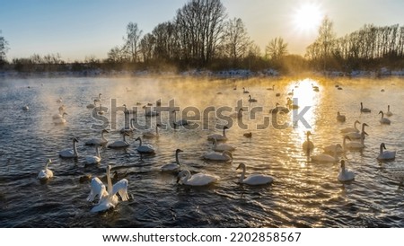 White swans on an ice-free lake during sunset. Waterfowl swim along the sunny path, spreading their wings. A golden haze and steam rises above the water. The sun is shining low in the sky. Altai. 