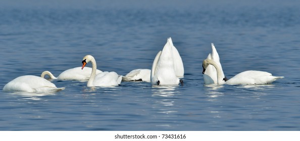 white swans on the lake (cygnus olor)