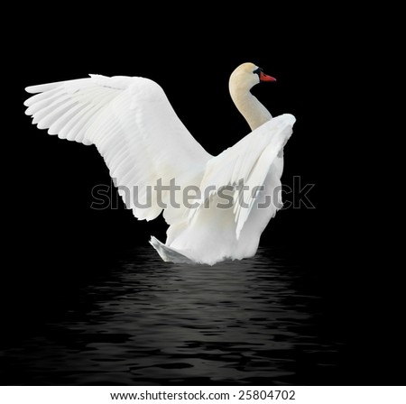 Weisser Schwan vor dunklem Hintergrund im Landeanflug