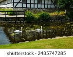 White swans in the park of Egeskov castle, Denmark.