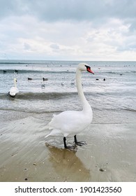 White swans and seagulls on the seashore on a cloudy day