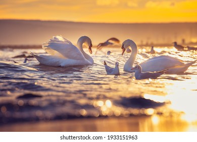 White swans in the sea,sunrise shot