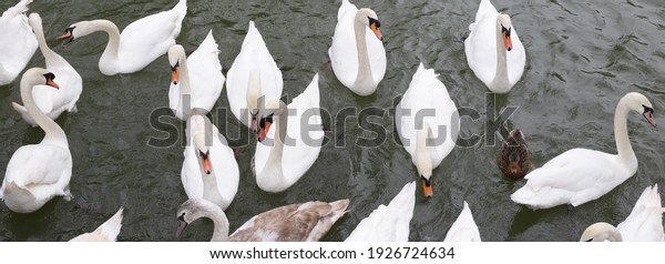 White swans in spring water. Swans in water. White
swans, top view