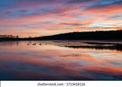 white swans at sunrise under colorful sky