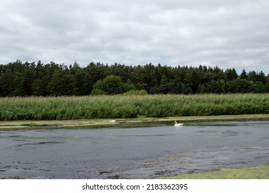 White Swans Swimming Against The River Current. 