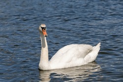White Swans Swimming In The Lake In Summer, Waterfowl And Young Swans With White Plumage
