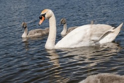 White Swans Swimming In The Lake In Summer, Waterfowl And Young Swans With White Plumage
