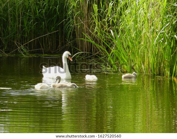   
White swans are swimming on the lake. Environmental
portrait of the adult Whooper swan with 5 cygnets swimming in the
lake with the natural peat bog background.                         
       