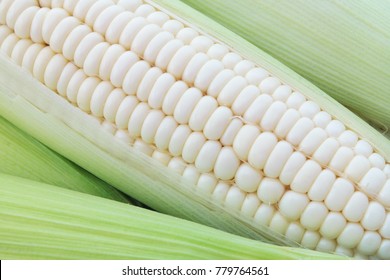 White Sweet Corn Ears Background