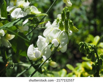 White Sweet Pea In Garden