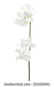 White Sweet Pea Isolated On White Background 