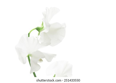 White sweet pea isolated on white background 