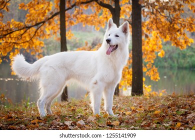 White Swiss Shepherd Dog In Autumn Park