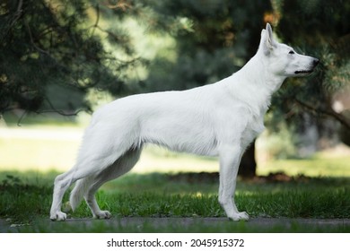 White Swiss Shepherd Dog - Breed Standard