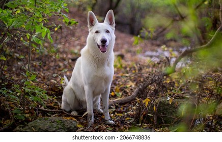 61 Import dog breed Images, Stock Photos & Vectors | Shutterstock