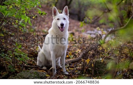 The White Swiss Shepherd Dog is a breed of dog from Switzerland. It descends from American White Shepherds imported to Switzerland.Thisdog is a 