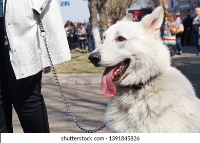 White Swiss Shepherd Dog, White Dog Large, With Open Maw And Tongue Hanging Out, Big Ears, In A Collar, In Profile                            