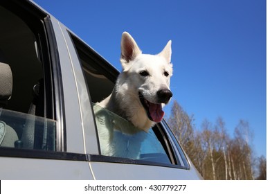 7,272 Dog window car Images, Stock Photos & Vectors | Shutterstock