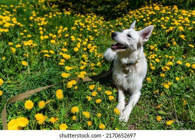 White Swiss Shepherd dog lying in blooming yellow dandelion field