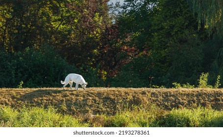 White Swiss Shepherd. White Dog On A Walk In A Summer Forest. Nature Photo Of Pets Concept. No People, Copy Space For Text