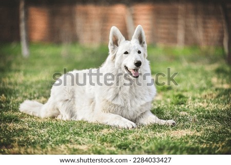 
white swiss shepherd dog outdoors for a walk