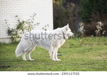 White Swiss Shepherd dog outdoors for a walk in the yard near the house
