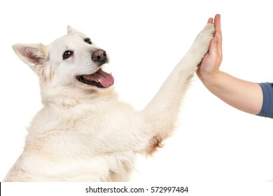 White Swiss Shepherd Dog Portrait Facing The Camera Isolated On A White Background Giving A High Five