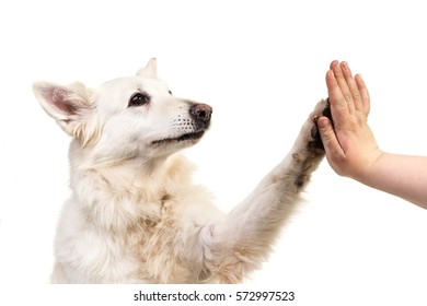 White Swiss Shepherd Dog Portrait Facing The Camera Isolated On A White Background Giving A High Five