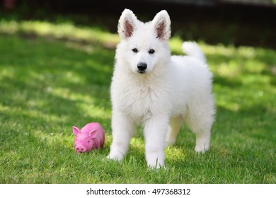 135,557 White Shepherd Images, Stock Photos & Vectors | Shutterstock