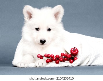 white swiss shepherd puppy looking
