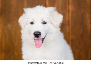 White swiss shepherd puppy lying on dark wooden background with tongue hanging out 