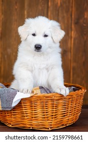 White swiss shepherd puppy sitting in wicker basket with brown plaid on dark wooden background