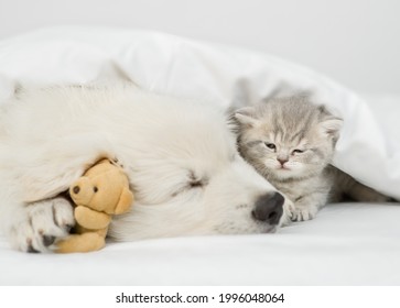 White Swiss shepherd puppy sleeps with kitten under white warm blanket on a bed at home - Shutterstock ID 1996048064