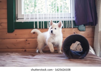 White swiss shepherd puppys lying at home on bed. Potrait of small puppys at breaders home. New born dog  - Shutterstock ID 1625626108