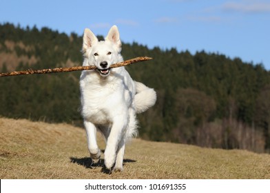 White Swiss Shepherd runs with stick over the meadow