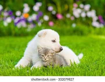 White Swiss Shepherd`s puppy hugging kitten on green grass