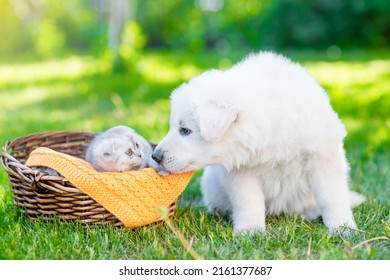 White Swiss Shepherd`s puppy kissing kitten on green grass