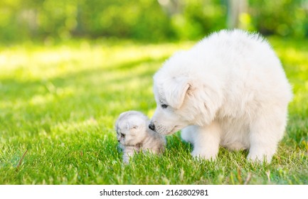 White Swiss Shepherd`s puppy kissing kitten on green grass. Empty space for text