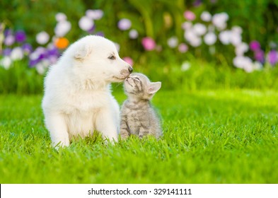 White Swiss Shepherd`s puppy kissing kitten on green grass