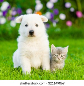 White Swiss Shepherd`s Puppy And Kitten Sitting Together On Green Grass