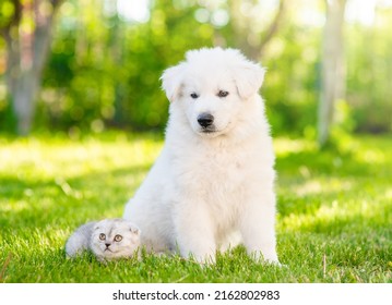 White Swiss Shepherd`s puppy sits with tiny kitten on green grass