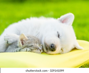 White Swiss Shepherd`s puppy sleeping with kitten on pillow